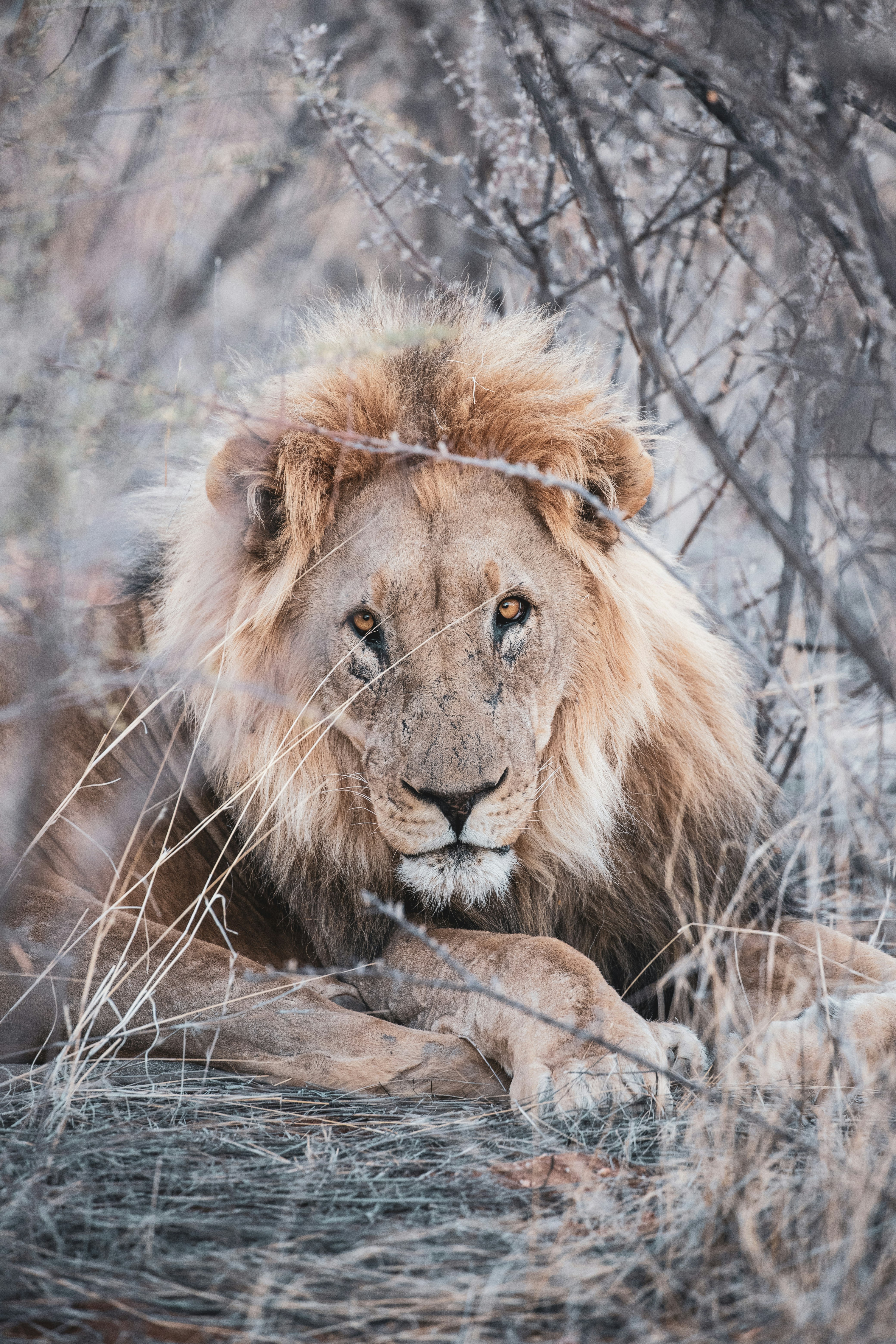 brown lion lying on brown grass during daytime